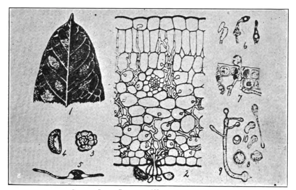 Hemileia vastatrix : face inférieure d'une feuille atteinte