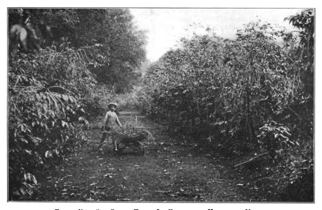 Caféiers de trente ans, Esperanza, Huatusco