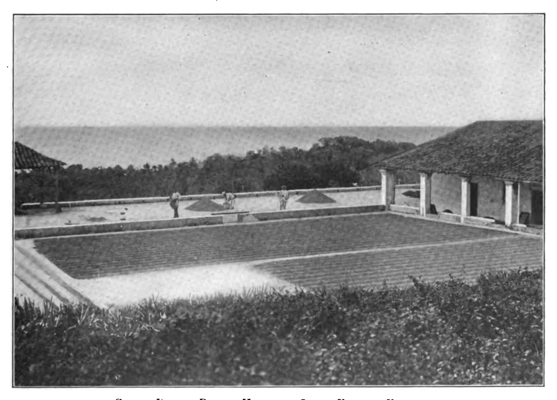 Patios de séchage, hacienda Longa-España, Venezuela
