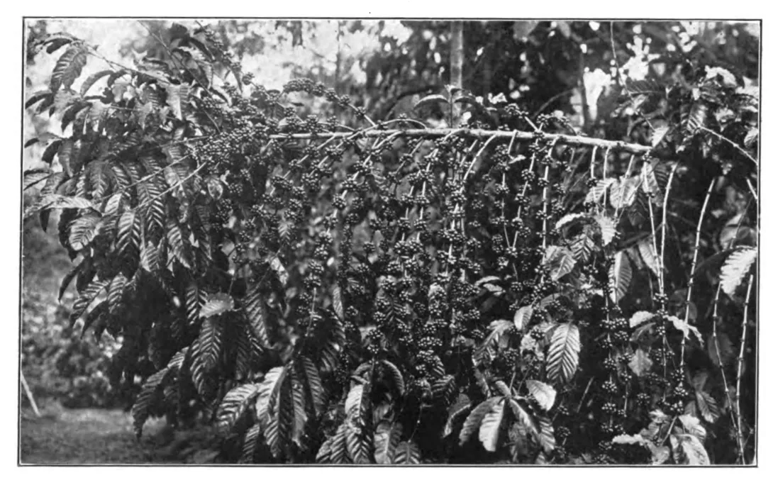 Forte fructification d'un Coffea robusta à Java