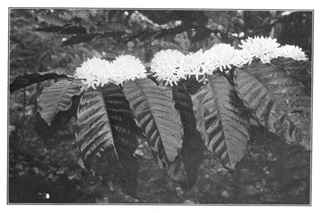 Robusta en fleur, Preanger, Java