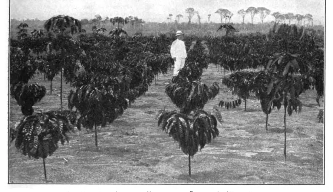 Domaine de robusta d'un an, côte ouest de Sumatra