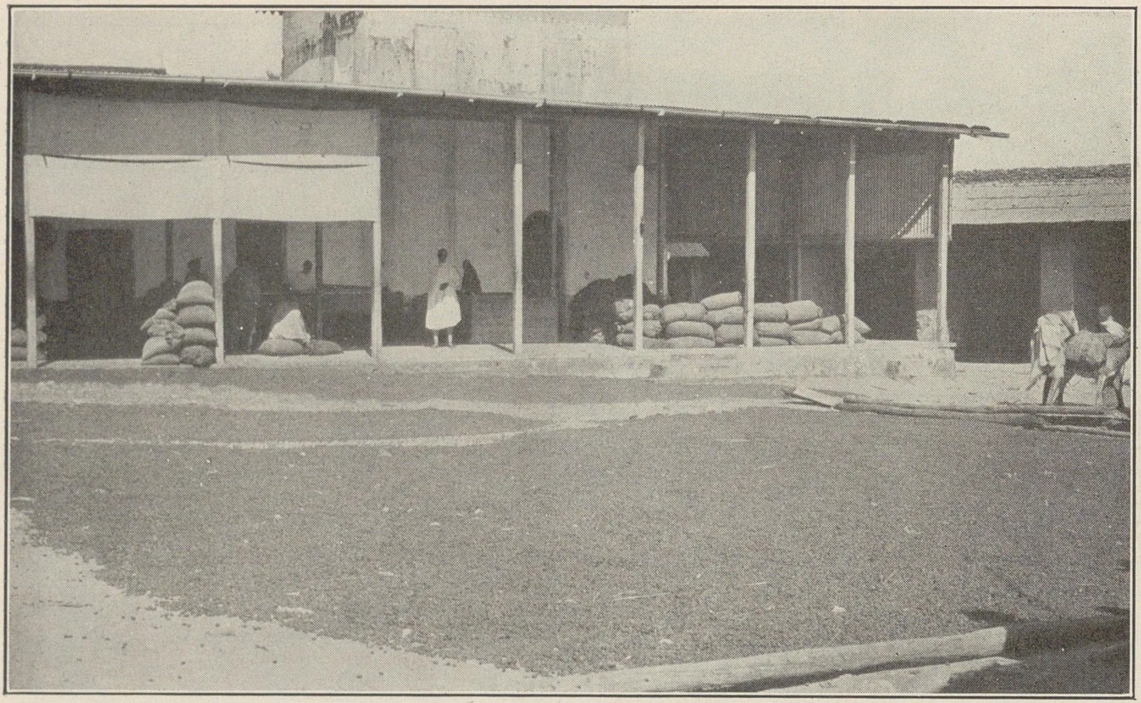 Long bâtiment à arcades devant lequel s'étend une vaste cour de terre battue où sont posés des sacs de café.