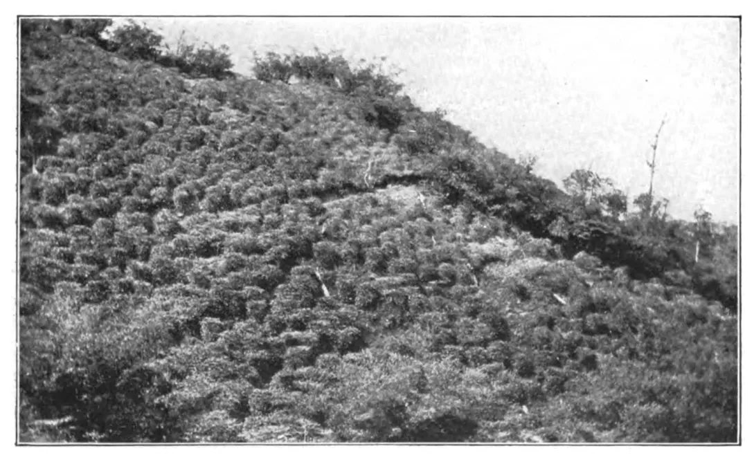 Le domaine de Boekit Gompong, près de Padang, côte ouest de Sumatra