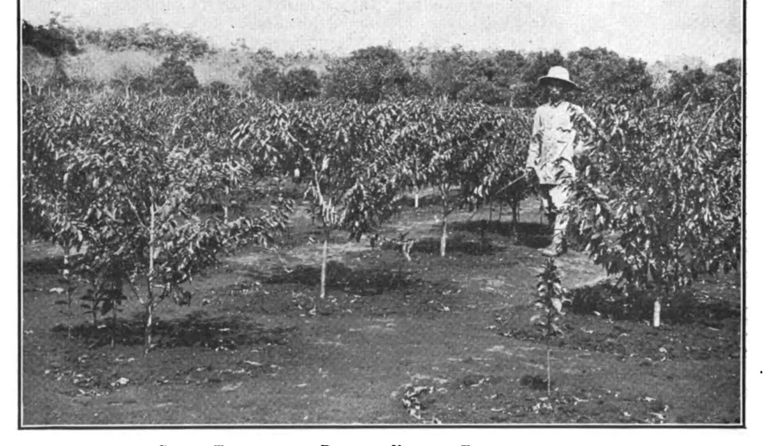 Caféiers de la variété Bourbon, Indochine française