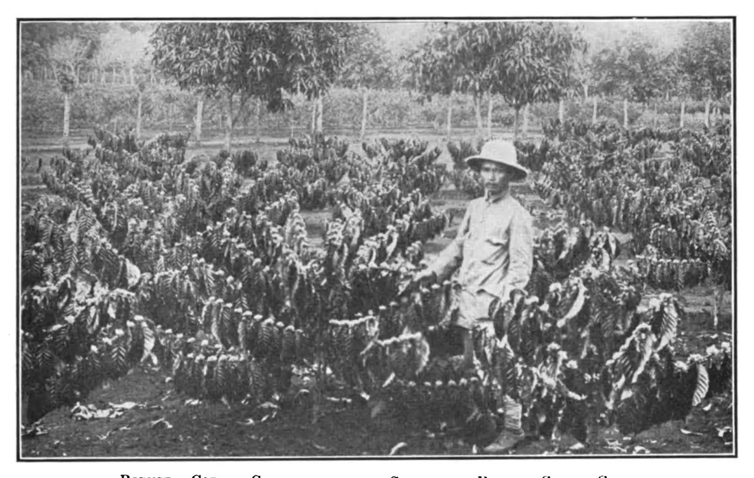 Robusta sur le domaine de Suzannah, Cochinchine
