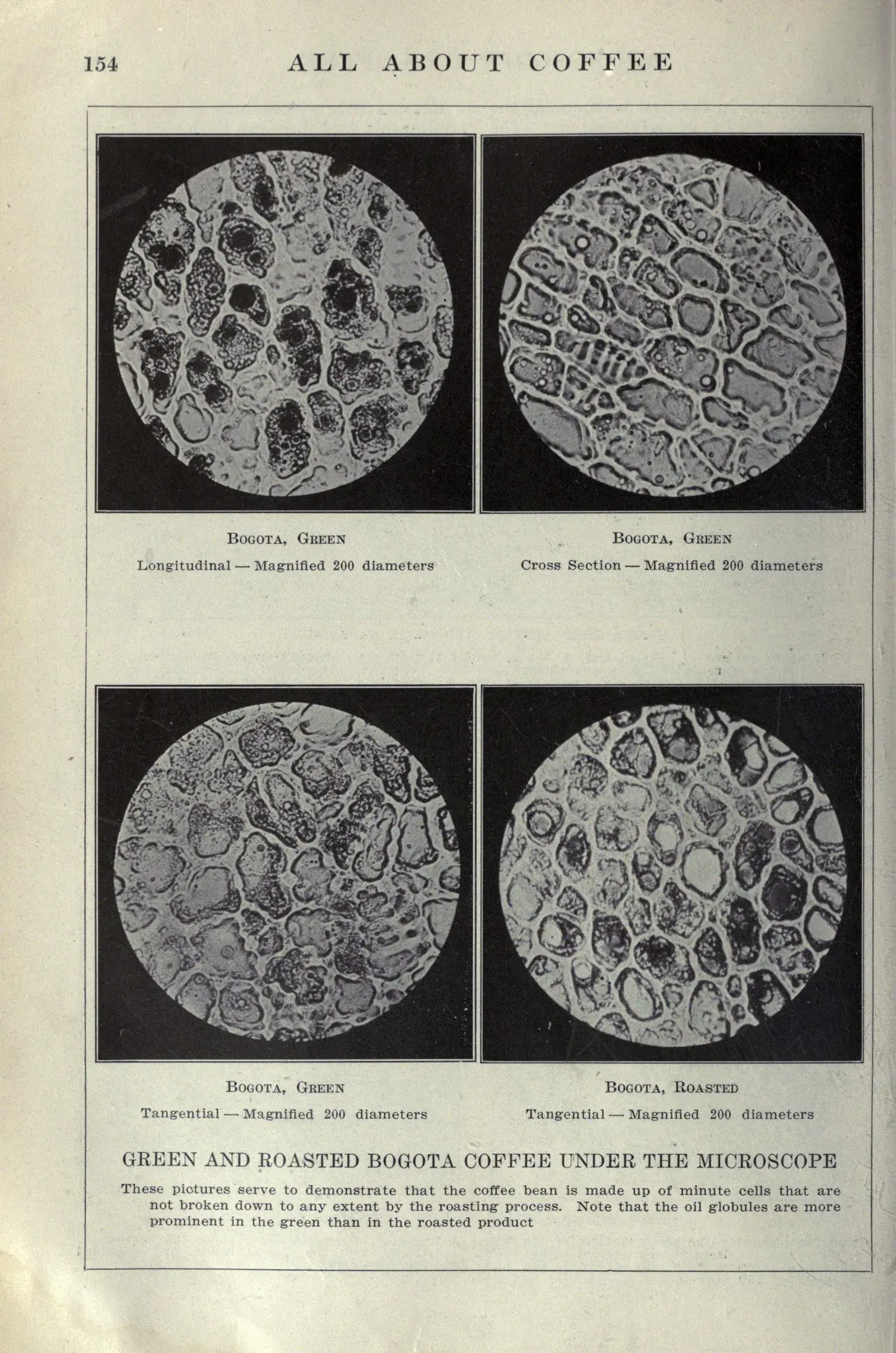 Planche pleine page de quatre micrographies circulaires sur fond noir, grossies deux cents fois : coupe longitudinale et coupe transversale d'un grain de Bogota vert, puis coupe tangentielle du même grain vert et du grain torréfié. On y voit les parois épaisses des cellules et, à l'intérieur, les globules huileux qui portent les composés aromatiques et l'alcaloïde, plus visibles dans le grain vert que dans le grain rôti.