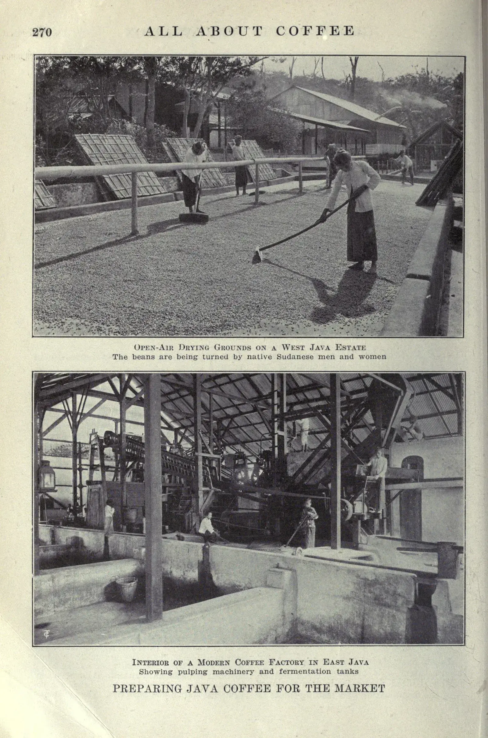Planche pleine page de deux photographies javanaises. En bas, l'intérieur d'une usine moderne de l'est de Java : une longue nef couverte, les dépulpeuses alignées sur leur bâti d'un côté et les bacs de fermentation en enfilade de l'autre, avec les ouvrières au travail entre les deux. En haut, les aires de séchage à ciel ouvert d'une plantation de l'ouest de l'île, où les grains sont retournés au râteau.
