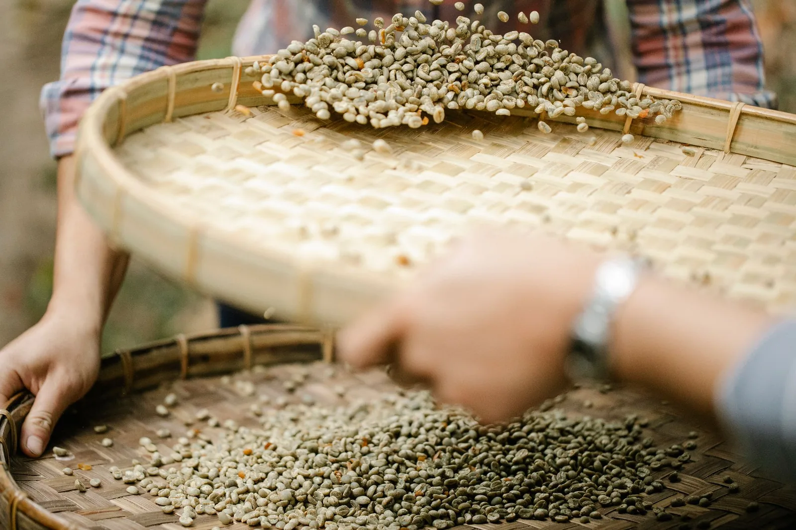 Des mains font sauter les grains dans un van de bambou plat pour en séparer la balle.
